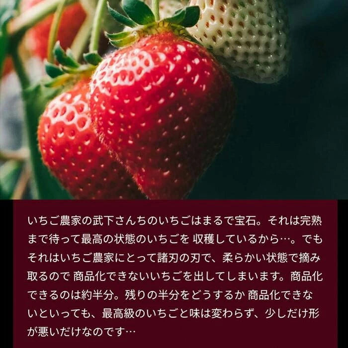 武下さんちの“完熟” あまおうジェラート 究極いちご含有率56％ 6個 ギフト いちご 福岡県 大川 アイスクリーム シャーベット カップアイス 詰め合わせ 無着色 お中元 暑中見舞い プレゼント ギフト〔89600008〕