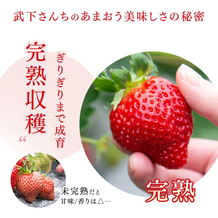 武下さんちの“完熟” あまおうジェラート 究極いちご含有率56％ 6個 ギフト いちご 福岡県 大川 アイスクリーム シャーベット カップアイス 詰め合わせ 無着色 お中元 暑中見舞い プレゼント ギフト〔89600008〕