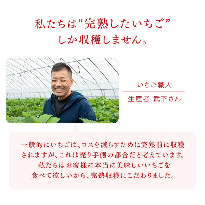 武下さんちの“完熟” あまおうジェラート 究極いちご含有率56％ 6個 ギフト いちご 福岡県 大川 アイスクリーム シャーベット カップアイス 詰め合わせ 無着色 お中元 暑中見舞い プレゼント ギフト〔89600008〕