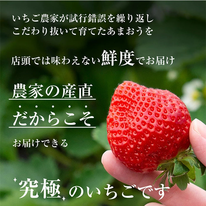 ［1kg］武下さんちの“超完熟”あまおう 詰め合わせ たっぷり1kg 品質保証 大粒 いちご 国産 福岡 1箱 1000g 500g ×2パック 贈答用 ギフト お歳暮〔8960002201〕
