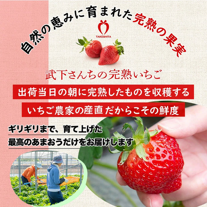 ［1kg］武下さんちの“超完熟”あまおう 詰め合わせ たっぷり1kg 品質保証 大粒 いちご 国産 福岡 1箱 1000g 500g ×2パック 贈答用 ギフト お歳暮〔8960002201〕