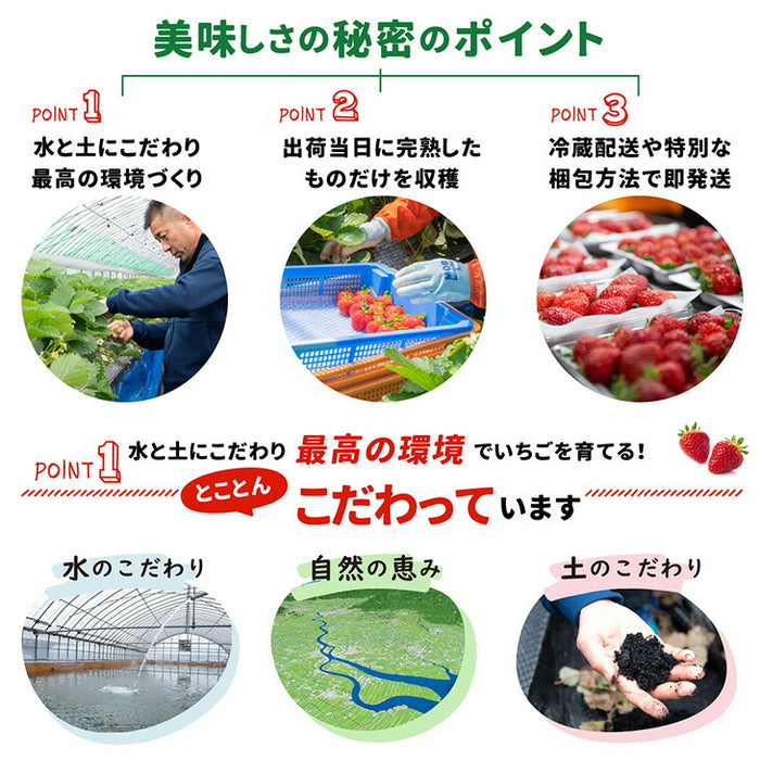 ［内容量 900g］武下さんちの“超完熟”あまおう ギフトBOX  大粒 3L 品質保証 日本産 お歳暮〔8960002401〕