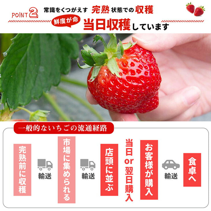 ［内容量 900g］武下さんちの“超完熟”あまおう ギフトBOX  大粒 3L 品質保証 日本産 お歳暮〔8960002401〕