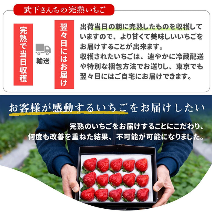 ［1kg］武下さんちの“超完熟”あまおう 詰め合わせ たっぷり1kg 品質保証 大粒 いちご 国産 福岡 1箱 1000g 500g ×2パック 贈答用 ギフト お歳暮〔8960002201〕
