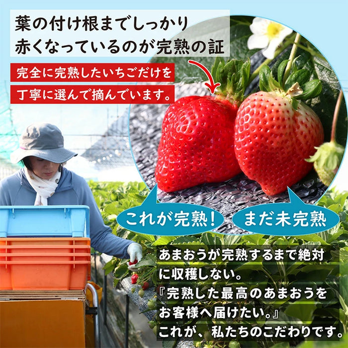 ［1kg］武下さんちの“超完熟”あまおう 詰め合わせ たっぷり1kg 品質保証 大粒 いちご 国産 福岡 1箱 1000g 500g ×2パック 贈答用 ギフト お歳暮〔8960002201〕