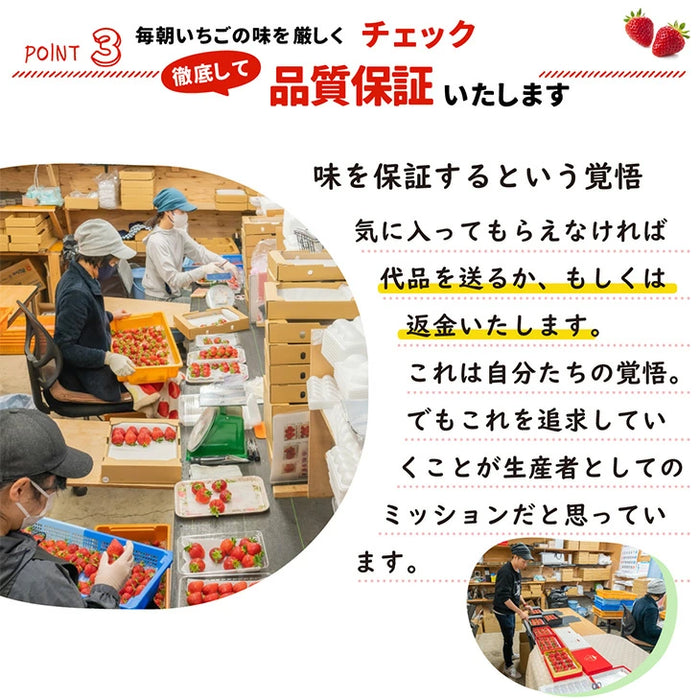 ［1kg］武下さんちの“超完熟”あまおう 詰め合わせ たっぷり1kg 品質保証 大粒 いちご 国産 福岡 1箱 1000g 500g ×2パック 贈答用 ギフト お歳暮〔8960002201〕