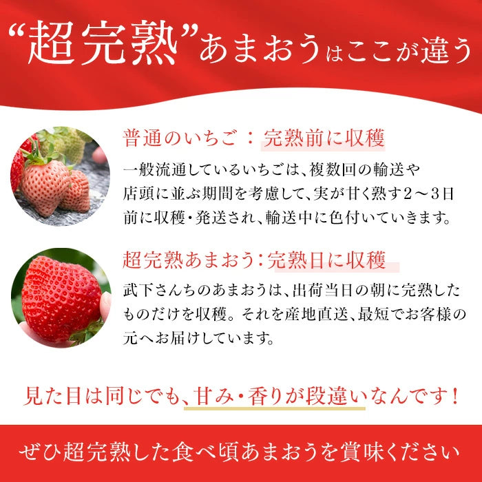 ［1kg］武下さんちの“超完熟”あまおう 詰め合わせ たっぷり1kg 品質保証 大粒 いちご 国産 福岡 1箱 1000g 500g ×2パック 贈答用 ギフト お歳暮〔8960002201〕
