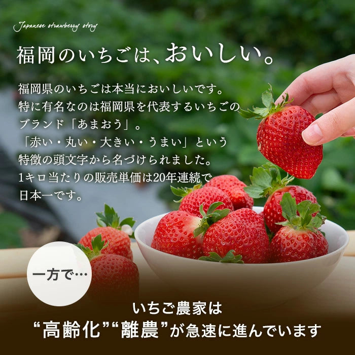 ［1kg］武下さんちの“超完熟”あまおう 詰め合わせ たっぷり1kg 品質保証 大粒 いちご 国産 福岡 1箱 1000g 500g ×2パック 贈答用 ギフト お歳暮〔8960002201〕