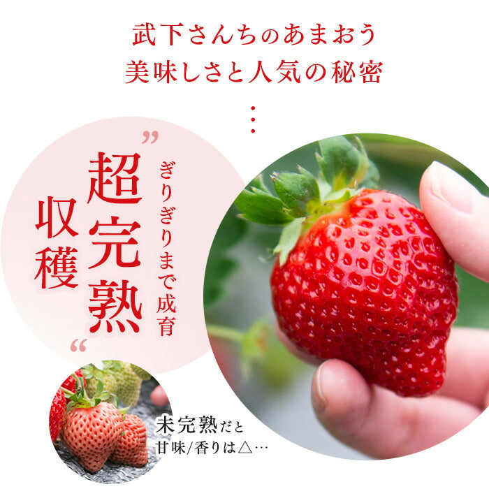 ［内容量 900g］武下さんちの“超完熟”あまおう ギフトBOX  大粒 3L 品質保証 日本産 お歳暮〔8960002401〕