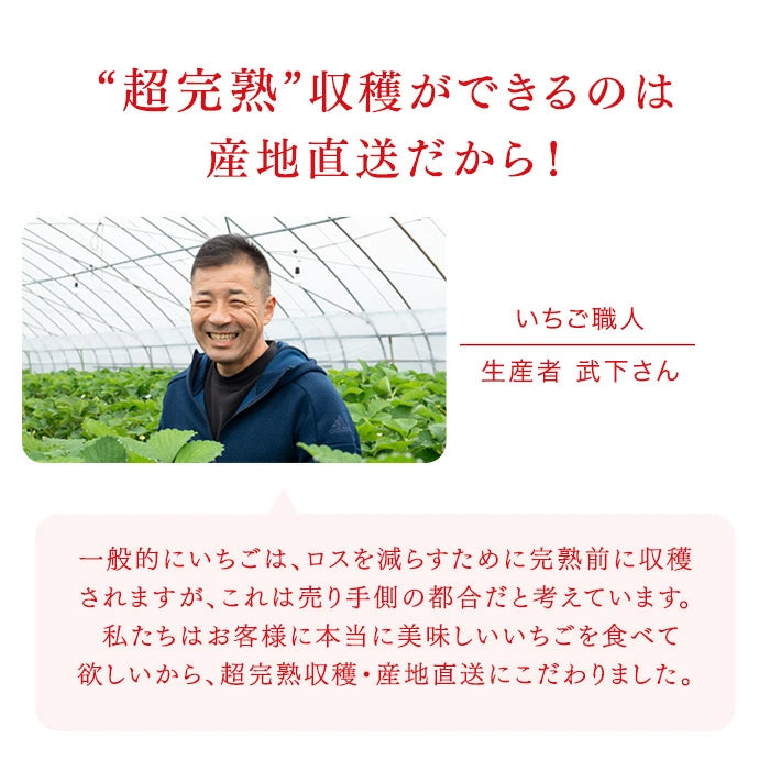 ［1kg］武下さんちの“超完熟”あまおう 詰め合わせ たっぷり1kg 品質保証 大粒 いちご 国産 福岡 1箱 1000g 500g ×2パック 贈答用 ギフト お歳暮〔8960002201〕