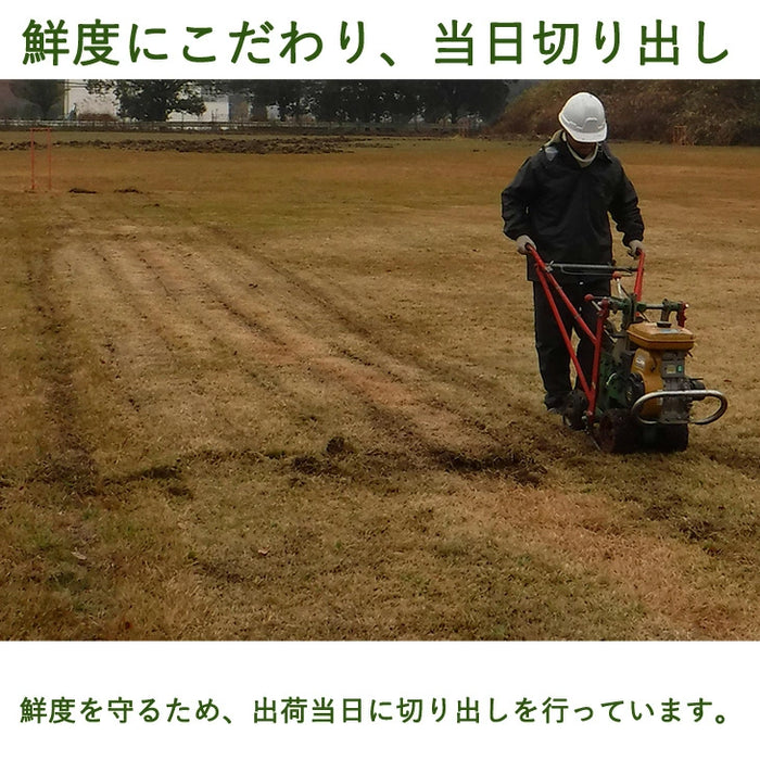 産地直送 高麗芝 or 姫高麗芝 天然芝 1.5平米 日本製 DIY 国産〔9310000〕