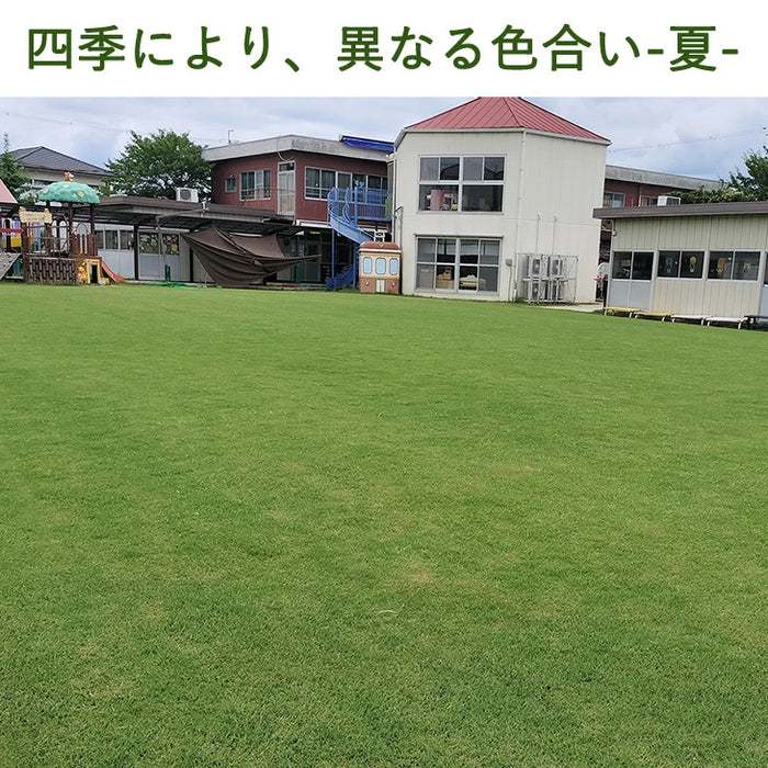 産地直送 高麗芝 or 姫高麗芝 天然芝 1.5平米 日本製 DIY 国産〔9310000〕