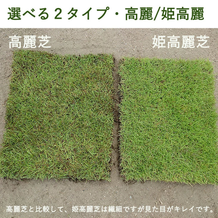 産地直送 高麗芝 or 姫高麗芝 天然芝 1.5平米 日本製 DIY 国産〔9310000〕