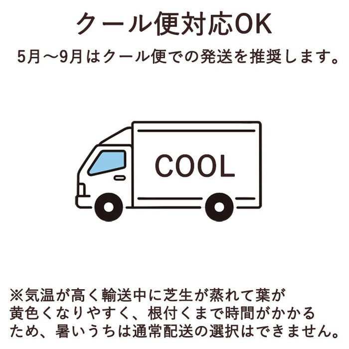 産地直送 高麗芝 or 姫高麗芝 天然芝 1.5平米 日本製 DIY 国産〔9310000〕