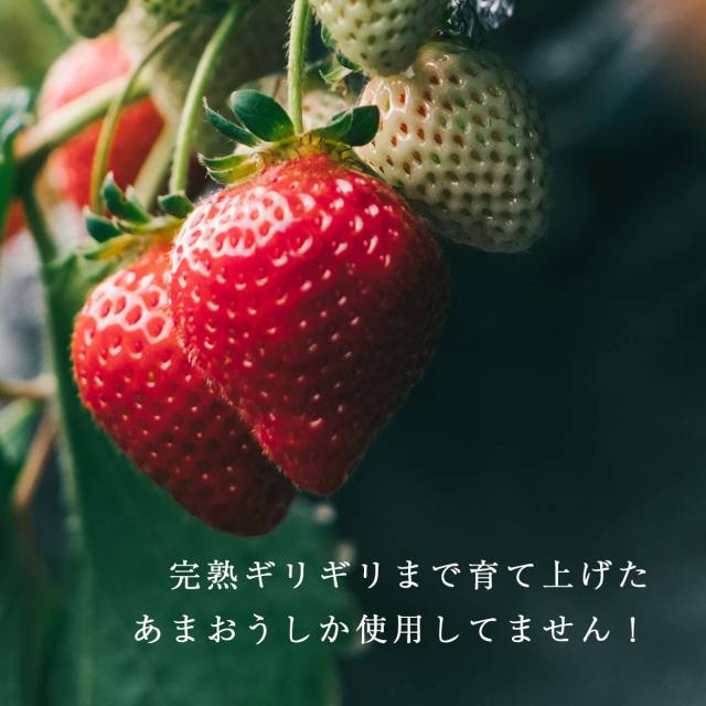 [3袋] 武下さんちの冷凍“完熟”あまおう いちご 国産 福岡 小分け フローズン フルーツ トッピング おやつ グルメ〔89600020〕