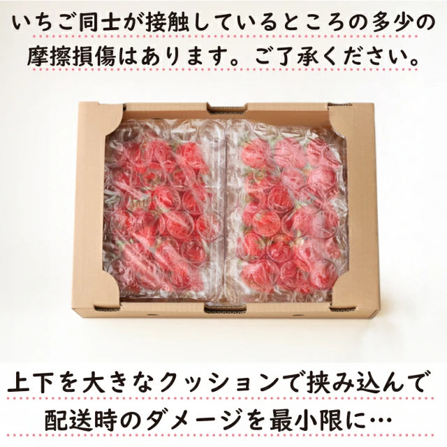 ［1kg］武下さんちの“超完熟”あまおう 詰め合わせ たっぷり1kg 品質保証 大粒 いちご 国産 福岡 1箱 1000g 500g ×2パック 贈答用 ギフト お歳暮〔8960002201〕